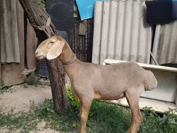 公羊, Edilbay sheep