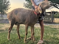母羊, Sheep — 照片 8