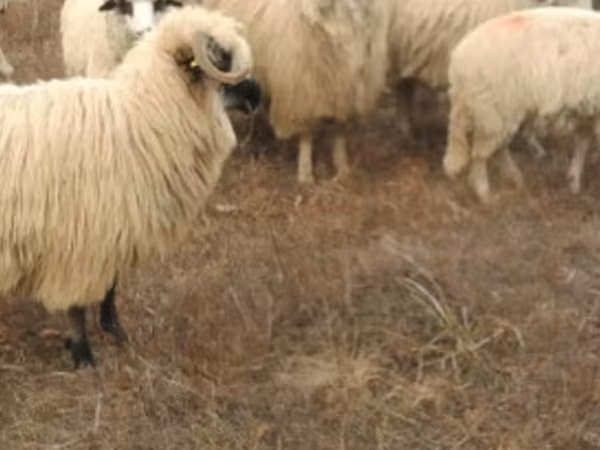 母羊, Sheep
