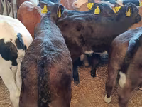 गाय, लिमोज़िन गाय — फ़ोटो 3