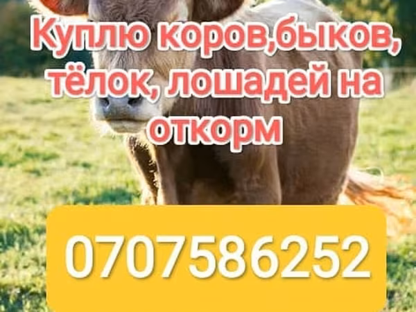 Cattle