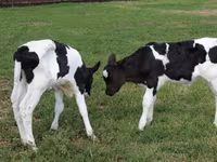 公牛, Holstein breed — 照片 6