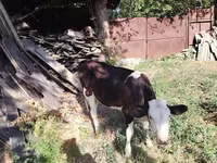 ثور, الماشية — الصورة 1