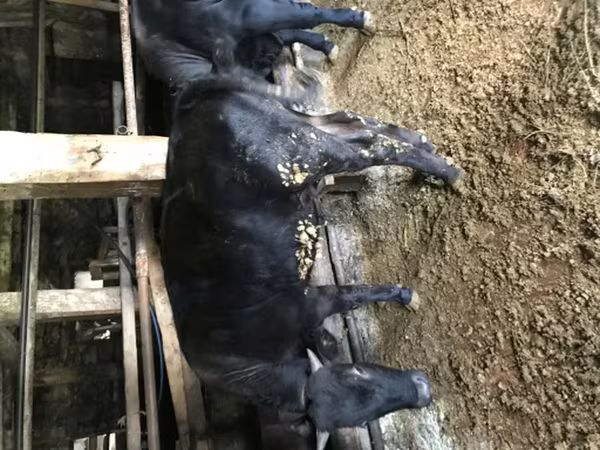 公牛, Simmental cattle — 俄罗斯
