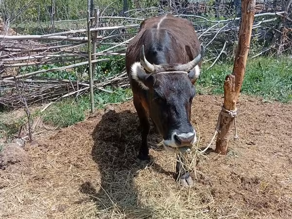 Cattle