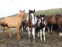 Yegua, Horse breed — foto 5