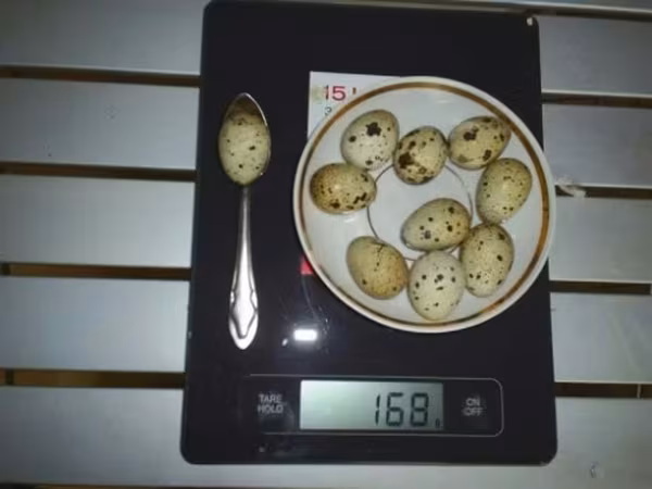 Quails — 俄罗斯