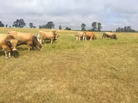 公牛, Aubrac cattle — 照片 4