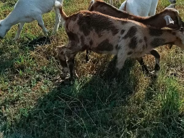 母山羊, Goats