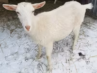 Cabra, Saanen goat — foto 2