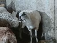 母羊, Sheep — 照片 3