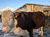 公牛, Holstein breed — 照片 6