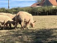 公羊, Charollais sheep — 照片 2
