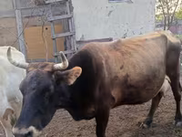 母牛, Alatau breed — 照片 2