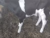 公牛, Holstein breed — 照片 3
