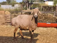 母羊, Baerchuke sheep — 照片 7