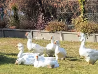 Geese — photo 4