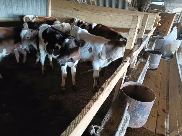 गाय, मवेशी