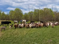 كبش, Kuibyshev sheep — الصورة 7