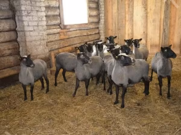 公羊, Romanov sheep