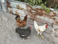 Chickens — photo 2