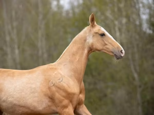 公马, Akhal-Teke — 俄罗斯