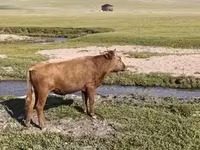公牛, Cattle — 照片 5