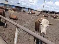 公牛, Kazakh White-headed cow — 照片 2