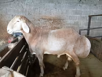 मेढ़ा, Rhon sheep — फ़ोटो 1