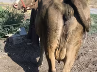 母牛, Alatau breed — 照片 2
