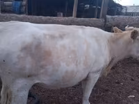Cow, Holstein breed — photo 8