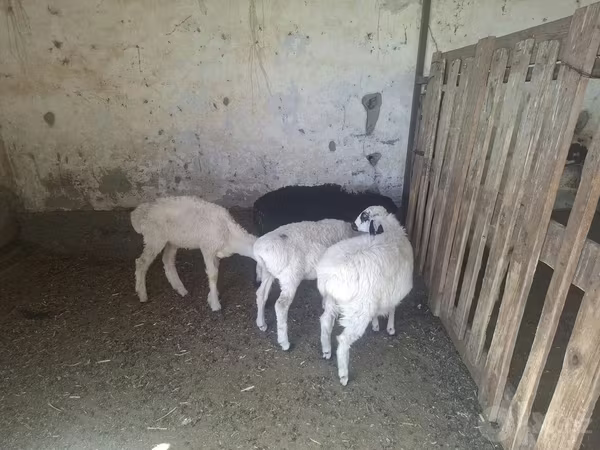 Sheep, Sheep