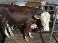 ثور, Simmental cattle — الصورة 2