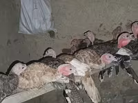 Turkeys — Foto 4
