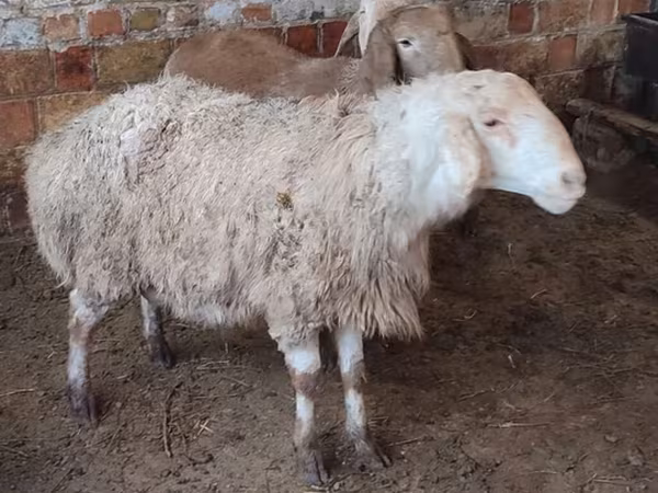 West-Siberian mutton sheep
