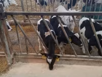 公牛, Cattle — 照片 3