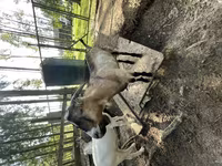 公山羊, LaMancha goats — 照片 1