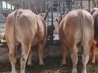 公牛, Limousin cow — 照片 3