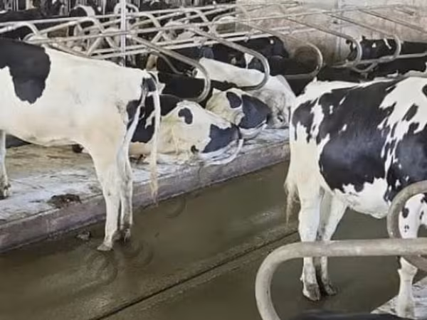 母牛, Holstein breed — 俄罗斯