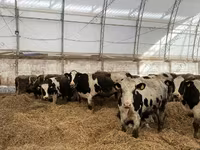 Vaca, Raza Holstein — foto 8