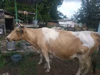 母牛, Simmental cattle — 照片 2