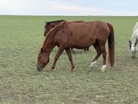 母马, Horses — 照片 1