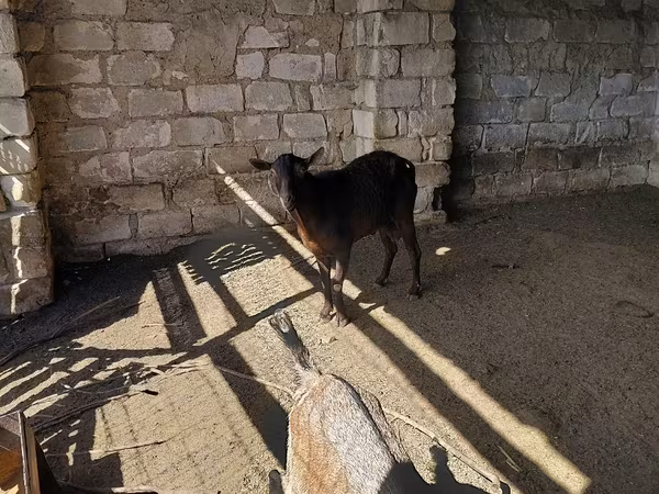 公山羊, Goats