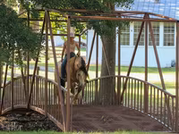 घोड़ा, Gypsy horse — फ़ोटो 7