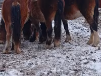 Horse (M), Horses — photo 6