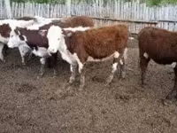 母牛, Cattle — 照片 1