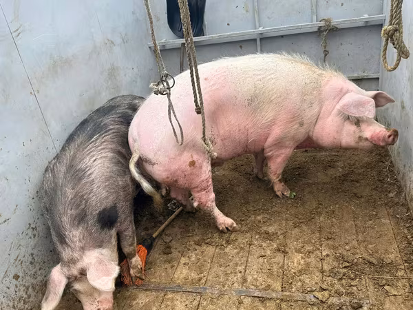Eber, Schweine