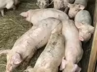 公猪, Pigs — 照片 2