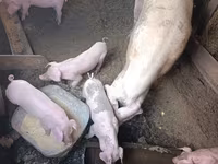 母猪, Ландрас — 照片 3