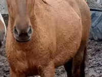 母马, American shetland pony — 照片 6